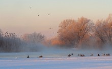 Winter drakes Gipanisa. / ***