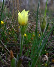 Frühlingsblumen / ***