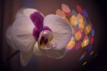 Phalaenopsis. / ***