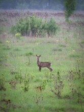 Reh in das Feld einmal Mai ... / ***