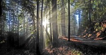 sonnigen Wald nach dem regen / ***