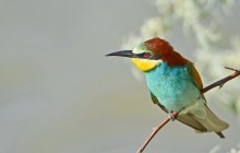 Regenbogen Vogel. / ***