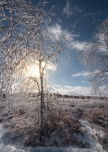 Mer Bleue Bog @ Winter / Mer Bleue Bog @ Winter