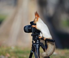 Tier-Fotografie / ***