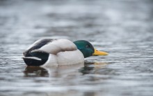 low spreads / The Mallard duck