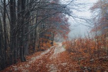 Im Herbst Bergwald / ***