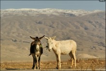 Turkmenen Yin und Yang / ***