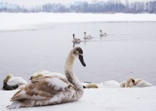 Junge Höckerschwan / ***