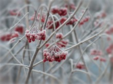 Winter-Süßigkeiten / ***