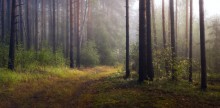 Der Nebel / ***