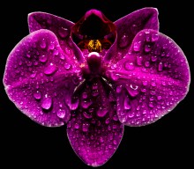Tränen Orchidee / ***