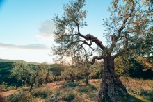 Olive Plantation / ***