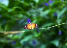 Schmetterling Tiger / ***