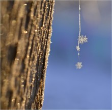Schneeflocken auf Spinnennetz / ***