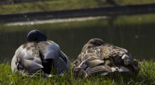 Ducks. / ***