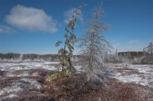 Mer Bleue Bog @ Winter / Mer Bleue Bog @ Winter