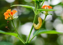 Zusammensetzung der Natur / ***