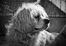 dog / No comments.