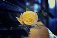 Weiße Rose / ***