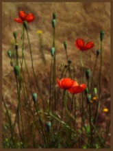 Mohn / ***