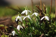 die erste Farbe des Frühlings / ***