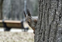 Eichhörnchen / ***