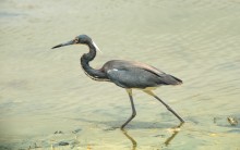 single-mindedness / Tricolored heron