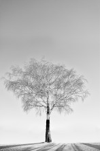 Seryoga Baum / ***