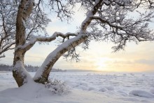 nördlichen Winter / ***