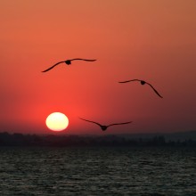 Und der Himmel lächelte Möwen / ***