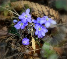 Frühling / ***