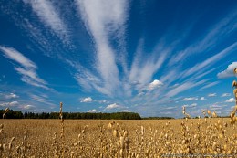 Serene Landschaft / ***