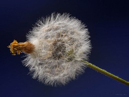 Herbst des Lebens. / ***