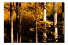 Beeches im Herbst / ***