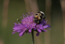 und der Käfer noch schlief / ***