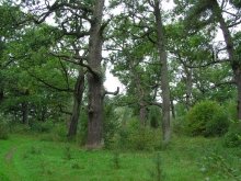 Oaks-Zauberer / ***