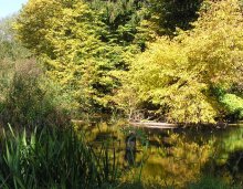 Autumn Gold / ***