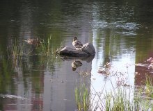 Ducks in der Stadt / ***