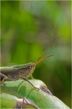 Hopper / ***