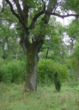 Nachbarn / ***