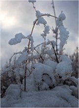 Artist Winter / ***