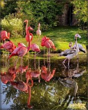 Bild über Flamingos / .....