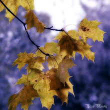 Blue Autumn / ***