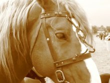 Tazhe traurig Pferd / ***