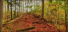 Herbst Märchenwald antaryyskaga / ***