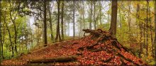 Herbst Märchenwald antaryyskaga ..2 / ***