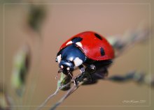 Ladybird / ***