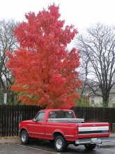 Red auf einem grauen Hintergrund des Herbstes / ***