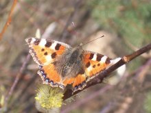 erster Schmetterling des Frühlings / ***