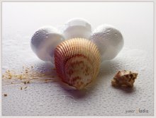 Aus dem Leben der Muscheln / *****